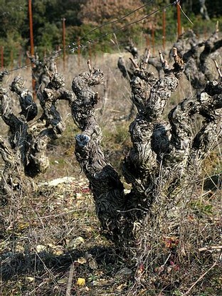 cinsault 55 ans et magnifique.jpg