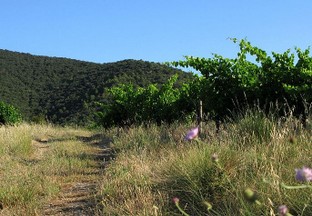 en chemin vers le grenache.jpg