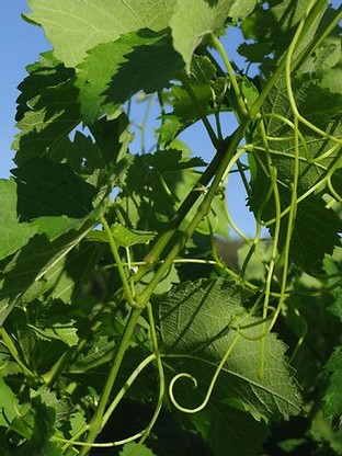 feuilles et arabesque de vignes.jpg