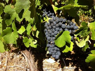 grenache de septembre.jpg