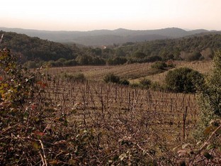 hiver sur le vignoble en février.jpg