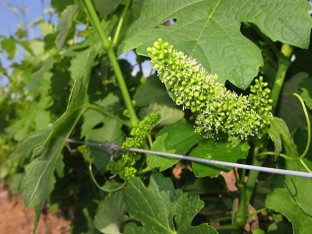 juin la vigne est en fleur.jpg