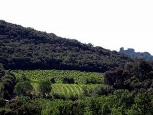 le chateau de Fressac veille sur le domaine.jpg