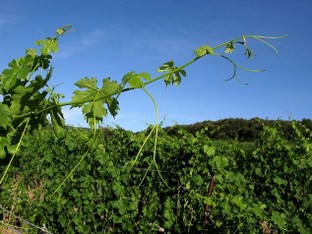 le vermentino vers le ciel.jpg