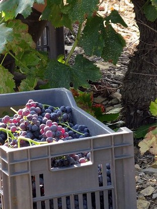 les vendanges grenache en cagette.jpg