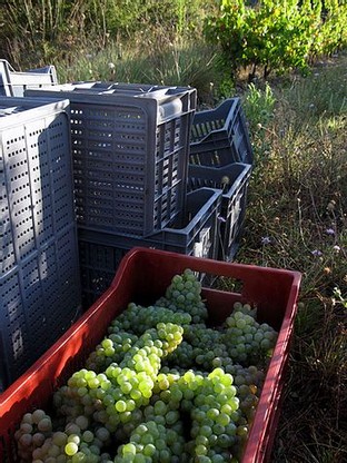 les vendanges viognier en cagette.jpg