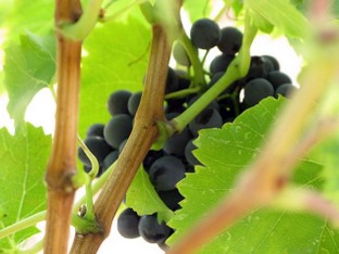 une grappe de grenache se cache.jpg