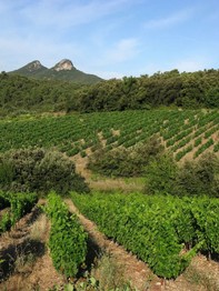 depuis le coteau du cinsault jeune.jpg